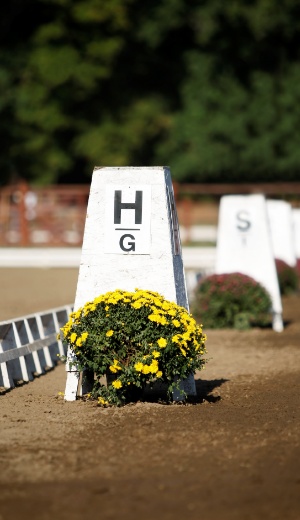 Daventry Equine Appraisal Services